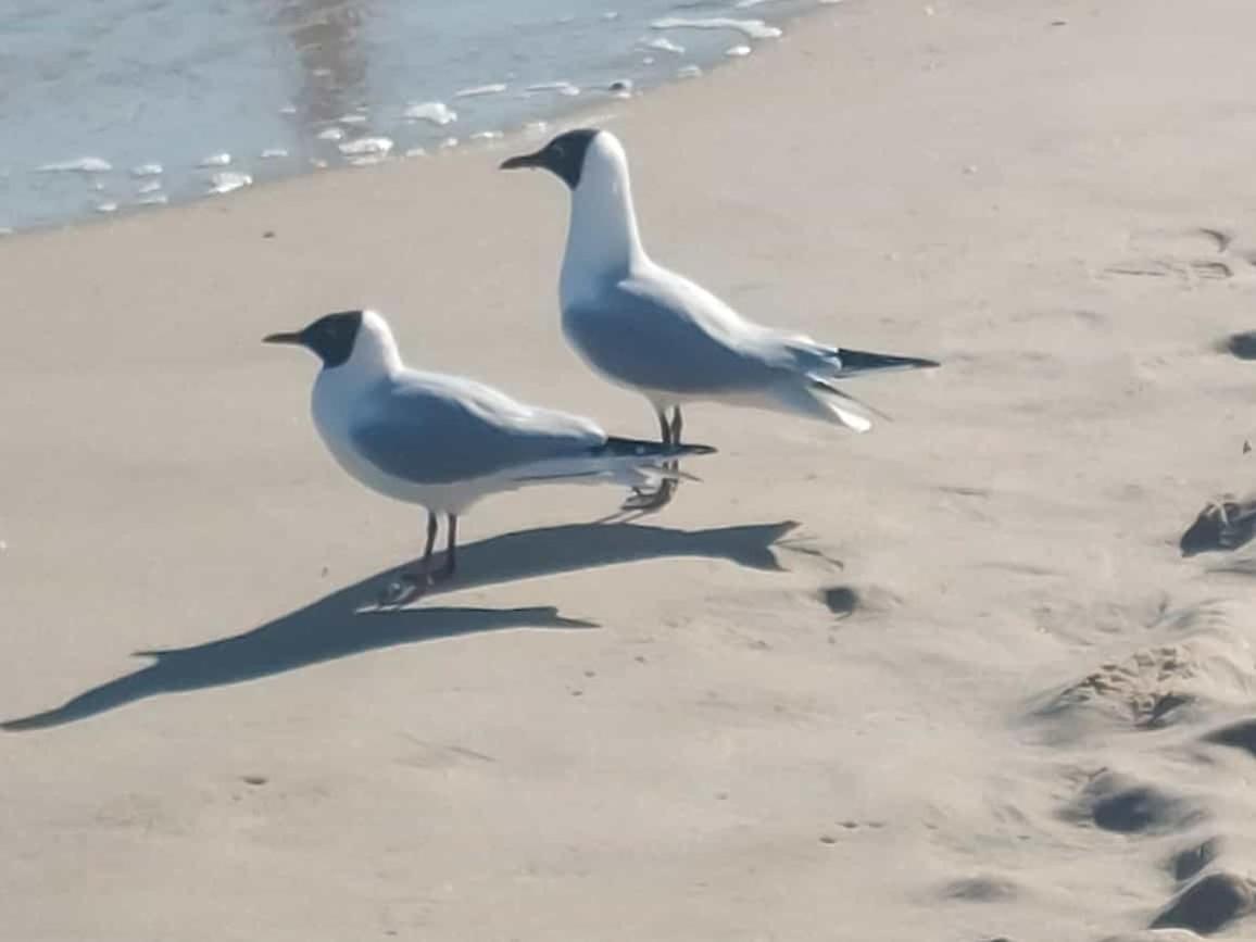 Ostseewind - In Der Strandstrasse-Fuehrt Zur Seebruecke Kühlungsborn Dış mekan fotoğraf